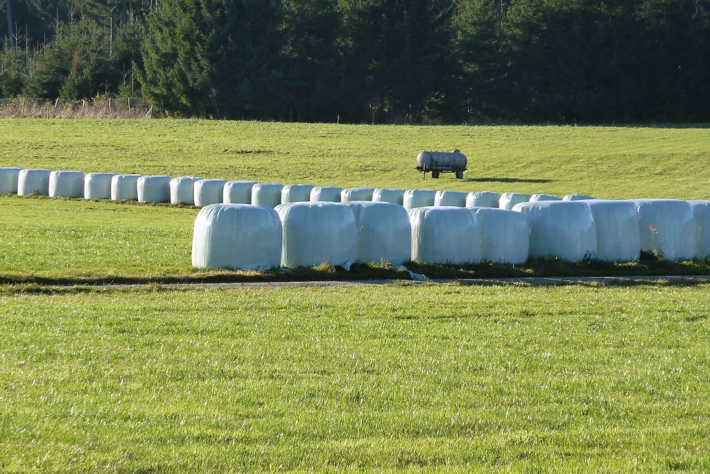 Rows of wrapped silage bales covered with silage plastic for quality silage storage and UV protection